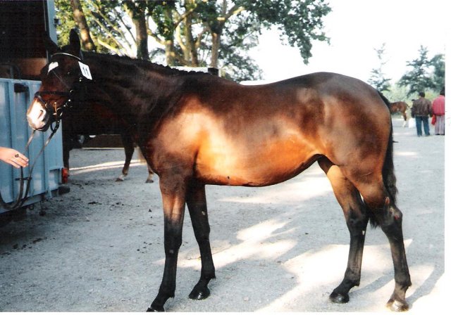 Indiana du Loir